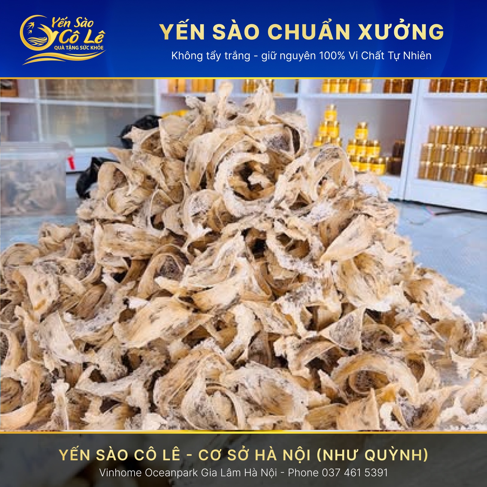 Thu Hoạch Tổ Yến Thô Tại Nhà Yến Cô Lê