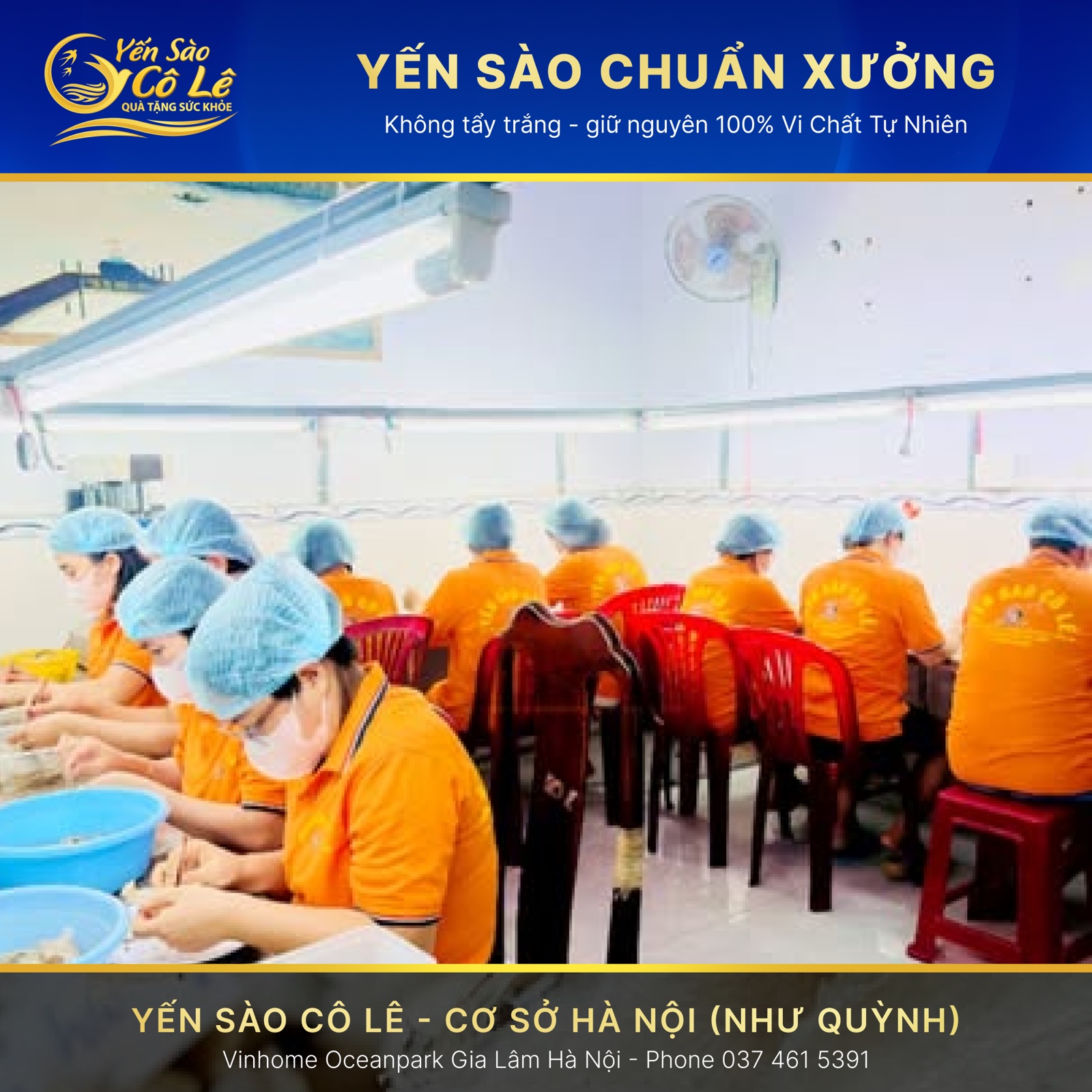 Đội Ngũ Thợ Nhặt Lông Yến Thủ Công Yến Sào Cô Lê